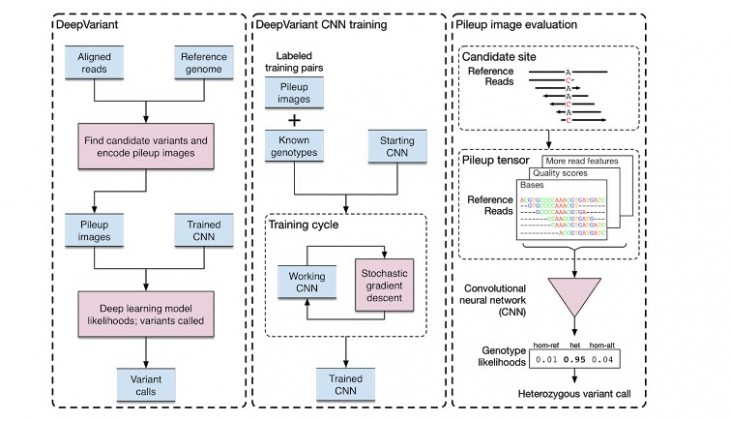 DeepVariant, DeepVariant: Google launches a tool of Deep Learning to better understand the human genome, Optocrypto