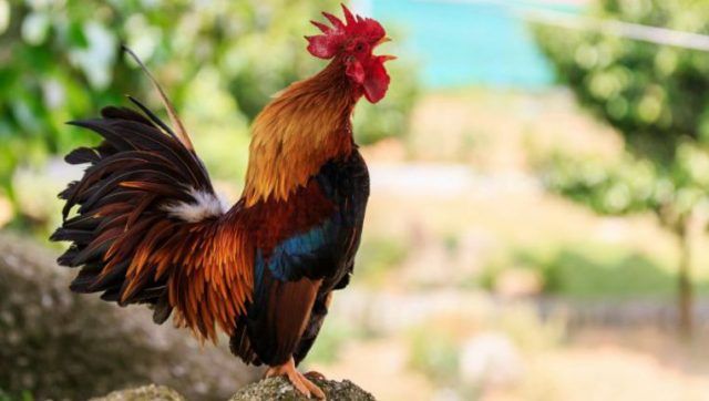 Scientists found how roosters emits so loud and not deafen themselves
