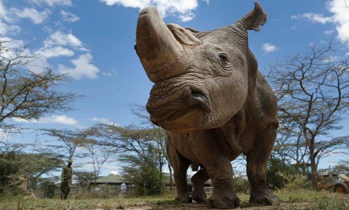 SUDAN DIES, SUDAN DIES, THE LAST WHITE RHINOCEROS MALE IN THE WORLD, Optocrypto