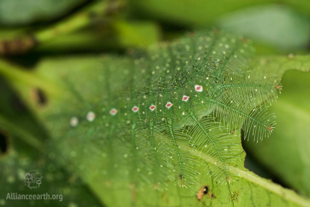 Google Earth, Rainforest and new tropical species discovered thanks to Google Earth, Optocrypto