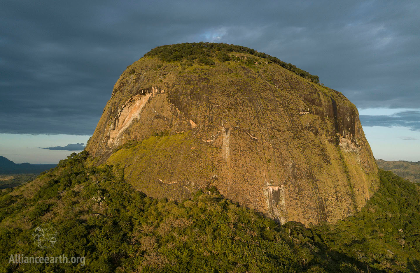 Google Earth, Rainforest and new tropical species discovered thanks to Google Earth, Optocrypto