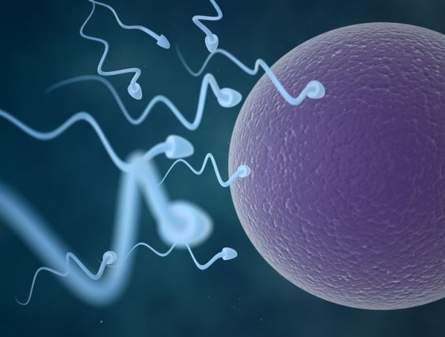 sperm, A study says parents transfer more than genes into their sperm, Optocrypto