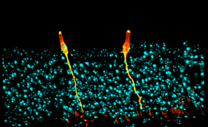 atlas, The Facebook-supported atlas of human cells delivers some initial results, Optocrypto